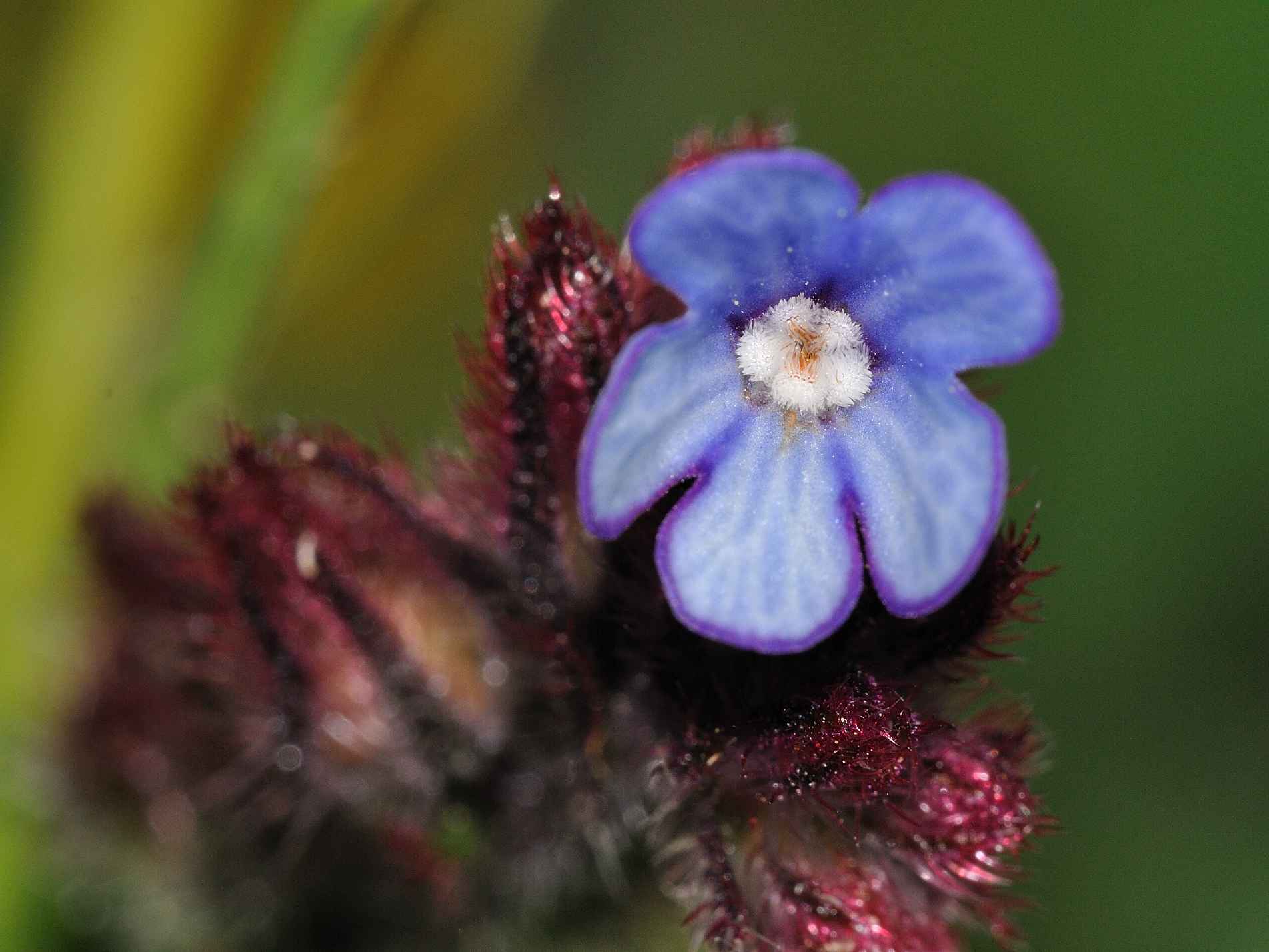 Anchusella cretica